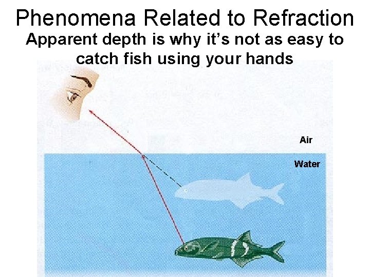 Phenomena Related to Refraction Apparent depth is why it’s not as easy to catch