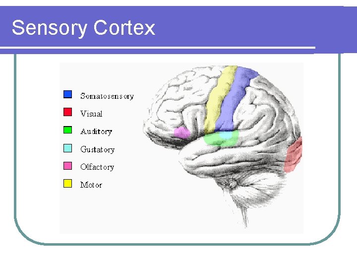 Sensory Cortex 
