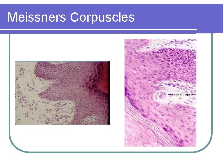 Meissners Corpuscles 