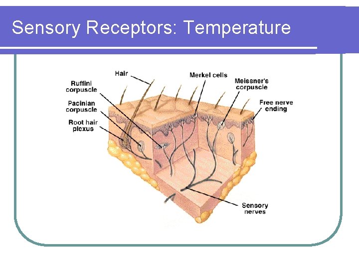 Sensory Receptors: Temperature 