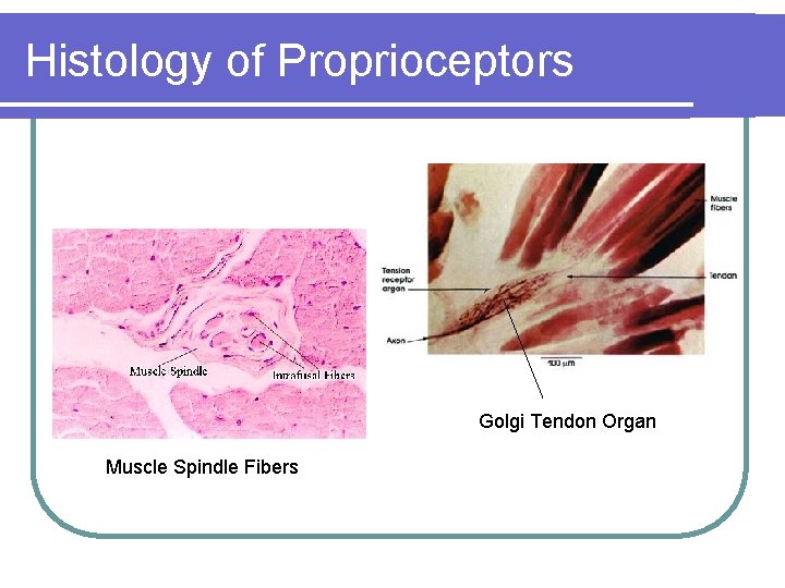 Histology of Proprioceptors Golgi Tendon Organ Muscle Spindle Fibers 
