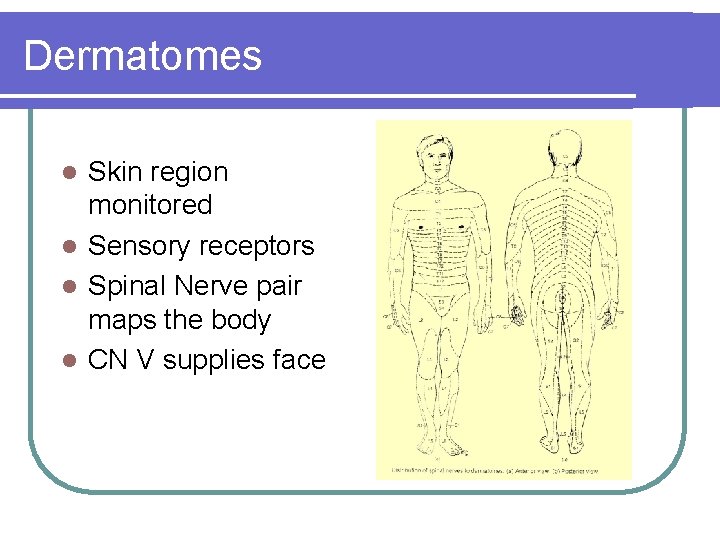 Dermatomes Skin region monitored l Sensory receptors l Spinal Nerve pair maps the body