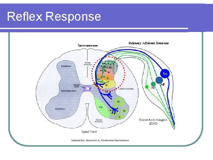 Reflex Response 