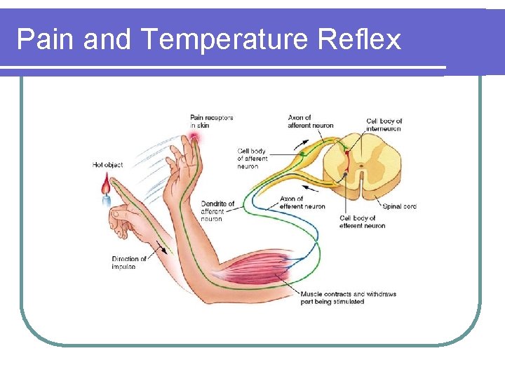 Pain and Temperature Reflex 