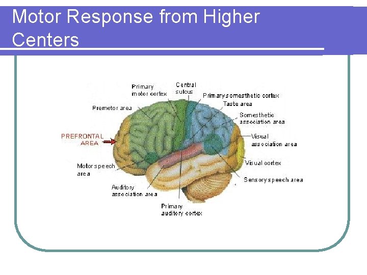 Motor Response from Higher Centers 