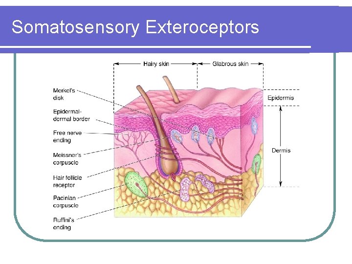 Somatosensory Exteroceptors 