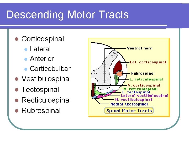 Descending Motor Tracts l Corticospinal l Lateral Anterior Corticobulbar Vestibulospinal l Tectospinal l Recticulospinal