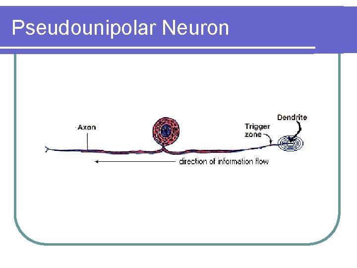 Pseudounipolar Neuron 