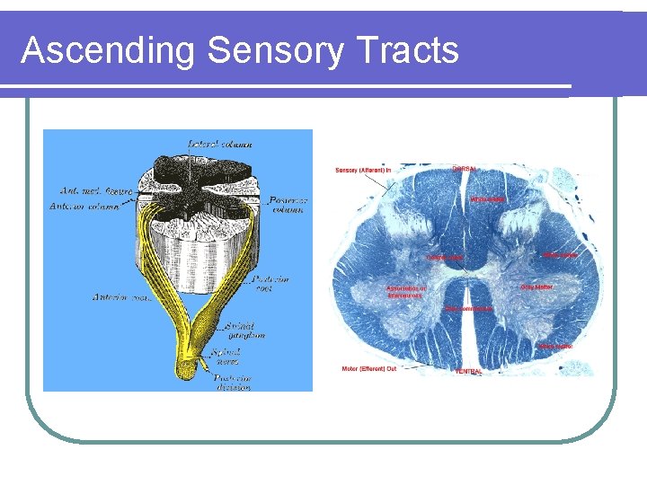 Ascending Sensory Tracts 