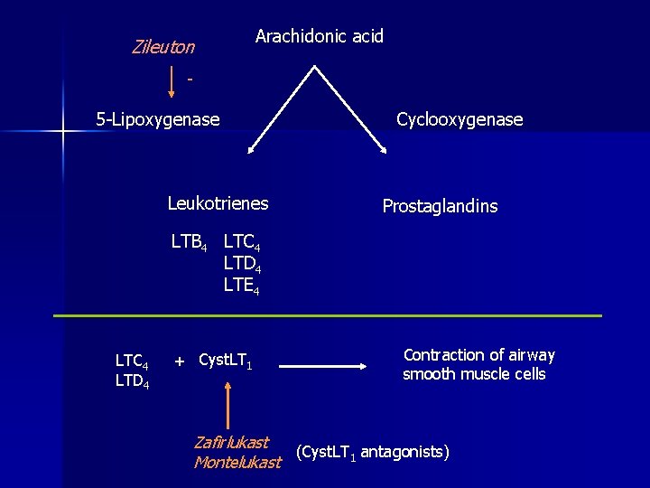 Zileuton Arachidonic acid - 5 -Lipoxygenase Leukotrienes Cyclooxygenase Prostaglandins LTB 4 LTC 4 LTD