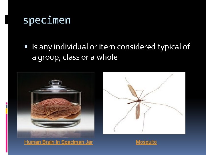 specimen Is any individual or item considered typical of a group, class or a