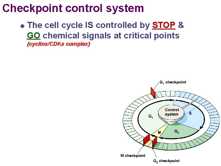 Regulation of Cell Division Mr Anderson 13 38