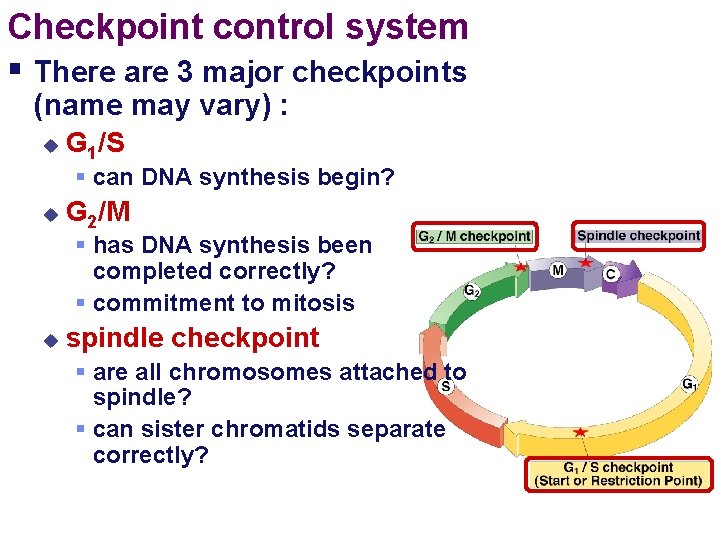 Cell Checkpoint Control Regulation of Cell Division Mr Anderson 13 38