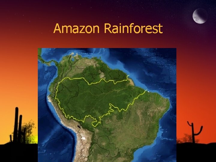 Amazon Rainforest 