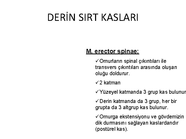 DERİN SIRT KASLARI M. erector spinae: üOmurların spinal çıkıntıları ile transvers çıkıntıları arasında oluşan