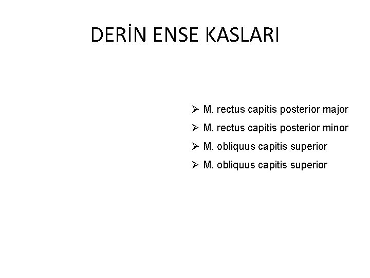 DERİN ENSE KASLARI Ø M. rectus capitis posterior major Ø M. rectus capitis posterior