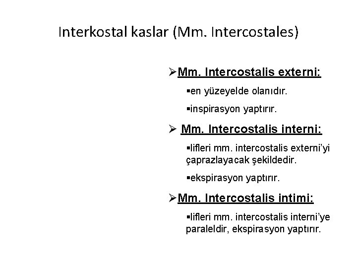 Interkostal kaslar (Mm. Intercostales) ØMm. Intercostalis externi: §en yüzeyelde olanıdır. §inspirasyon yaptırır. Ø Mm.