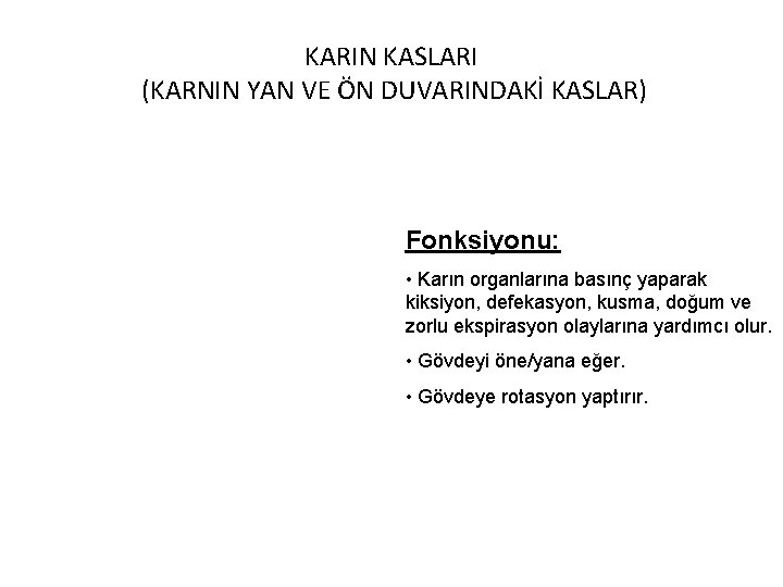 KARIN KASLARI (KARNIN YAN VE ÖN DUVARINDAKİ KASLAR) Fonksiyonu: • Karın organlarına basınç yaparak