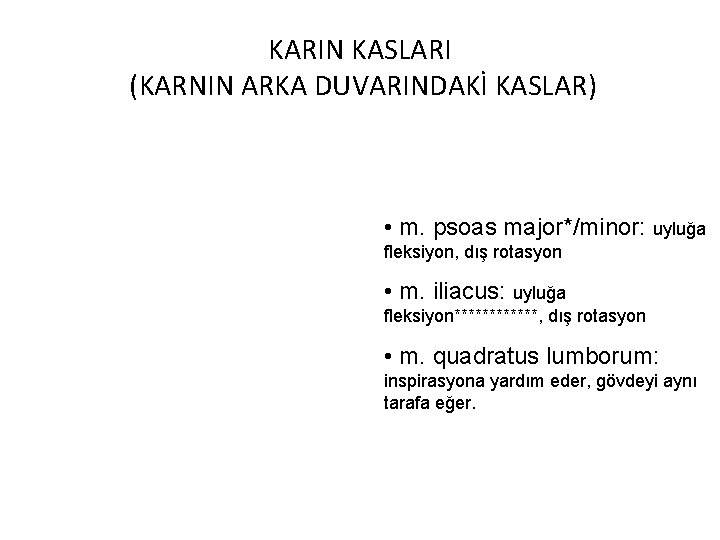 KARIN KASLARI (KARNIN ARKA DUVARINDAKİ KASLAR) • m. psoas major*/minor: uyluğa fleksiyon, dış rotasyon