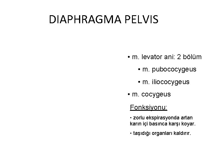 DIAPHRAGMA PELVIS • m. levator ani: 2 bölüm • m. pubococygeus • m. iliococygeus