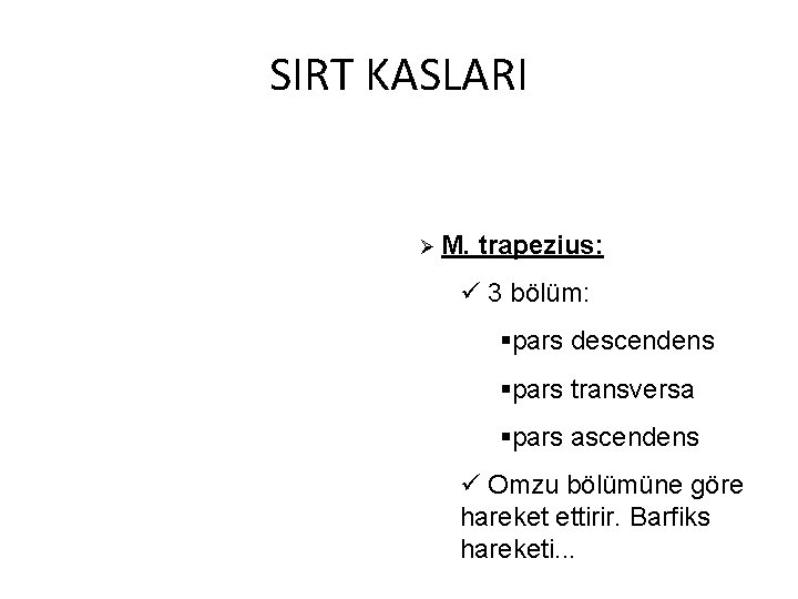 SIRT KASLARI Ø M. trapezius: ü 3 bölüm: §pars descendens §pars transversa §pars ascendens