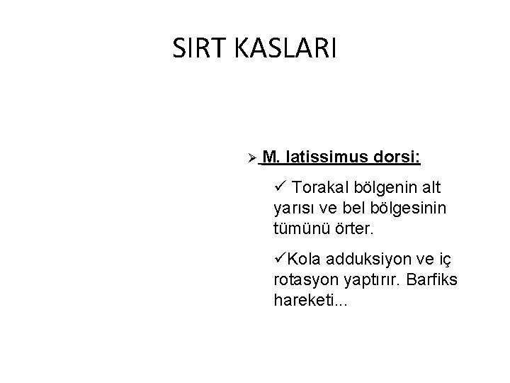 SIRT KASLARI Ø M. latissimus dorsi: ü Torakal bölgenin alt yarısı ve bel bölgesinin