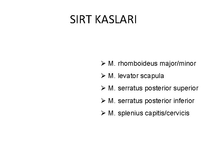 SIRT KASLARI Ø M. rhomboideus major/minor Ø M. levator scapula Ø M. serratus posterior