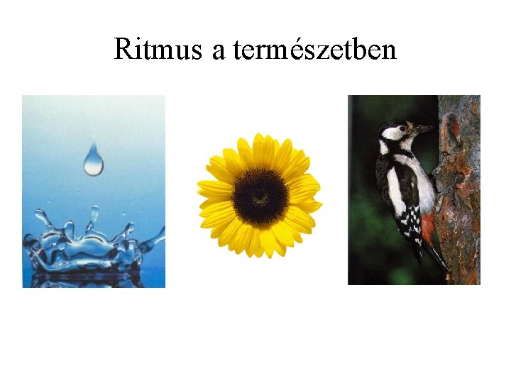 Ritmus a természetben 