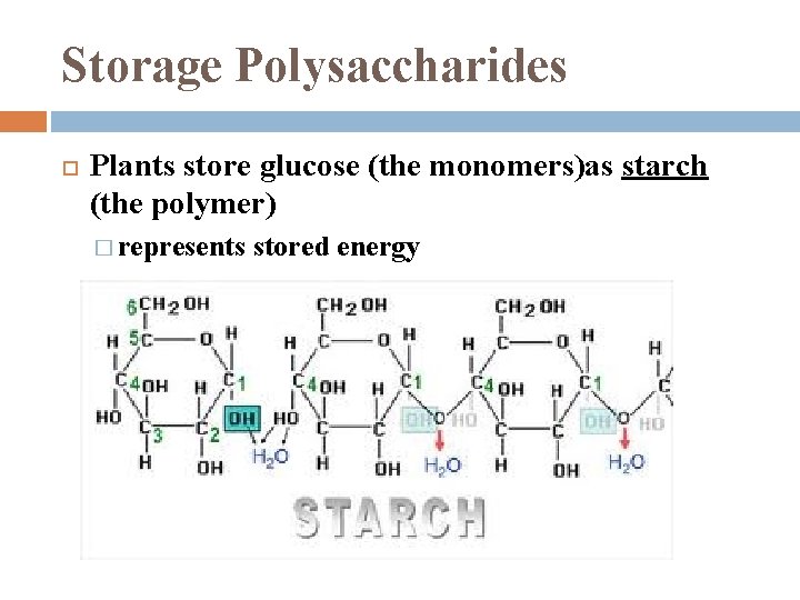 Storage Polysaccharides Plants store glucose (the monomers)as starch (the polymer) � represents stored energy