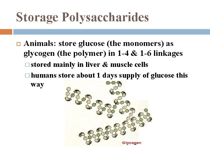 Storage Polysaccharides Animals: store glucose (the monomers) as glycogen (the polymer) in 1 -4