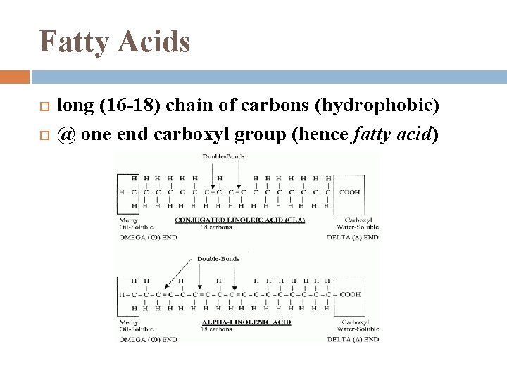 Fatty Acids long (16 -18) chain of carbons (hydrophobic) @ one end carboxyl group