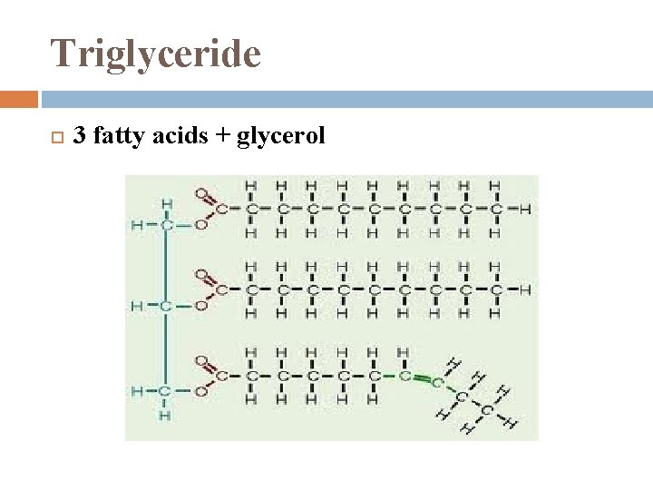 Triglyceride 3 fatty acids + glycerol 