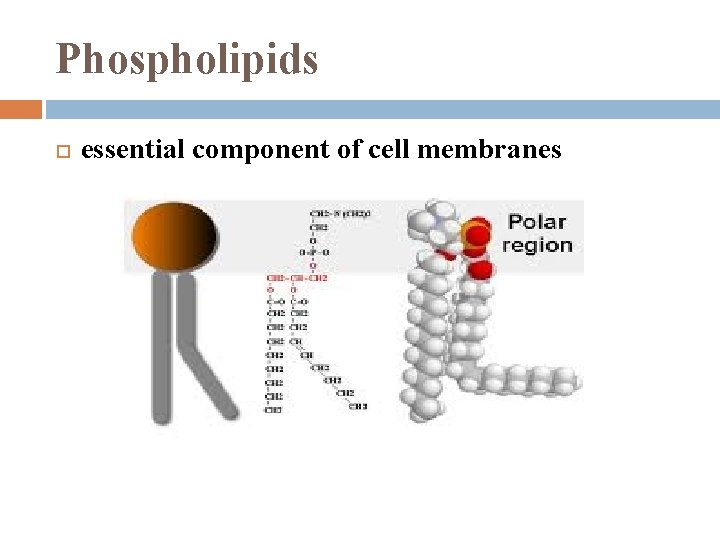 Phospholipids essential component of cell membranes 