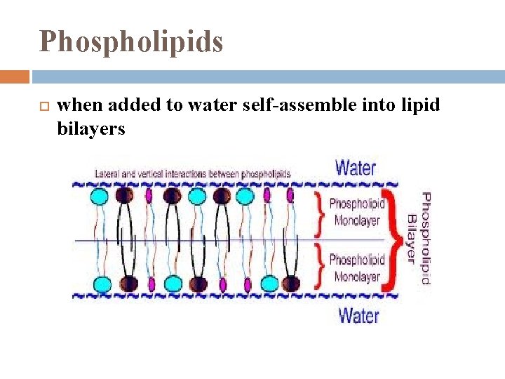 Phospholipids when added to water self-assemble into lipid bilayers 