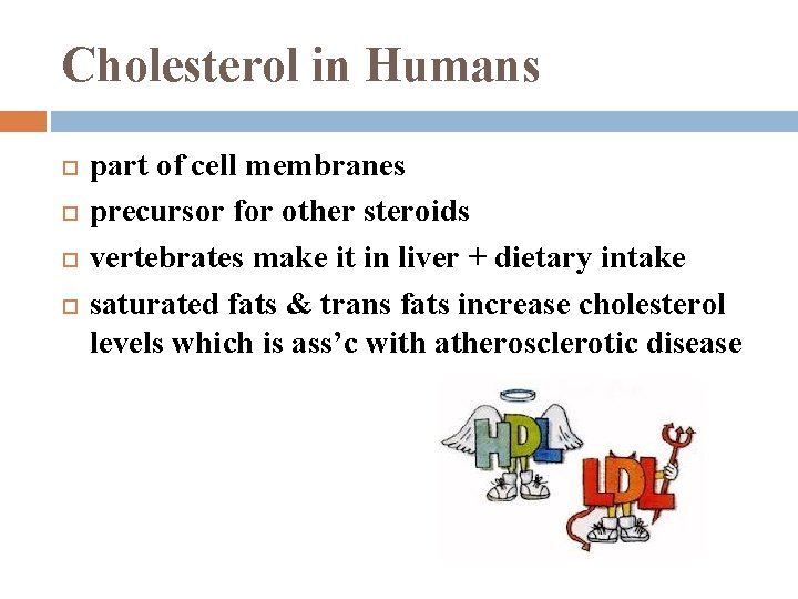 Cholesterol in Humans part of cell membranes precursor for other steroids vertebrates make it