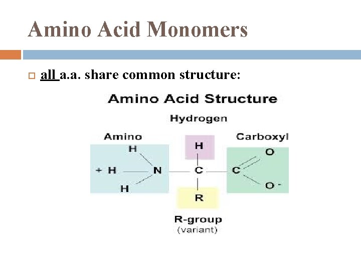 Amino Acid Monomers all a. a. share common structure: Amino Acid Monomers all a. a. share common structure: