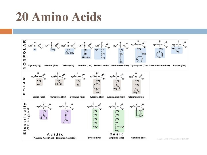 20 Amino Acids 