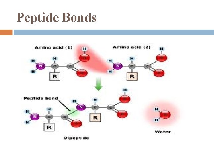 Peptide Bonds 