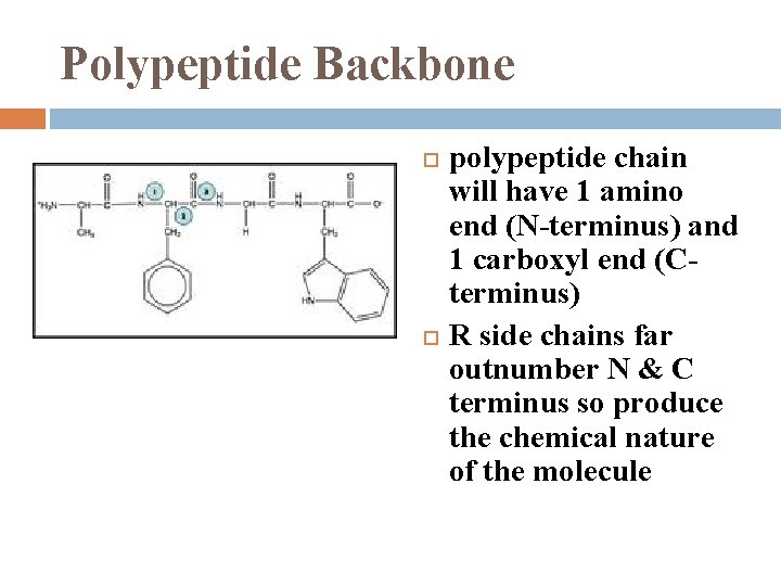 Polypeptide Backbone polypeptide chain will have 1 amino end (N-terminus) and 1 carboxyl end