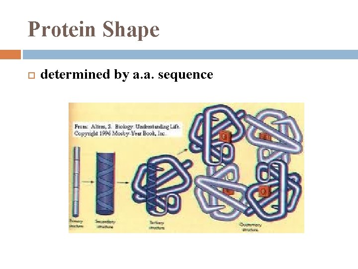 Protein Shape determined by a. a. sequence 