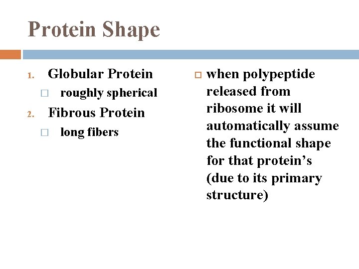 Protein Shape 1. Globular Protein � 2. roughly spherical Fibrous Protein � long fibers