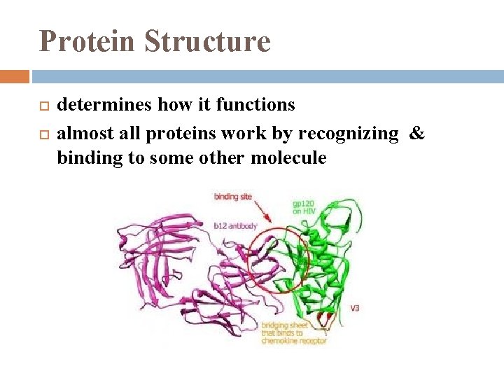 Protein Structure determines how it functions almost all proteins work by recognizing & binding