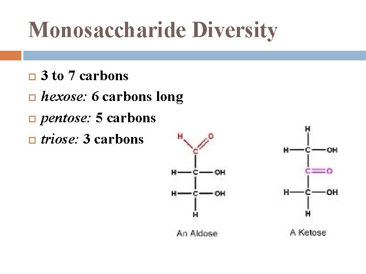 Monosaccharide Diversity 3 to 7 carbons hexose: 6 carbons long pentose: 5 carbons triose: