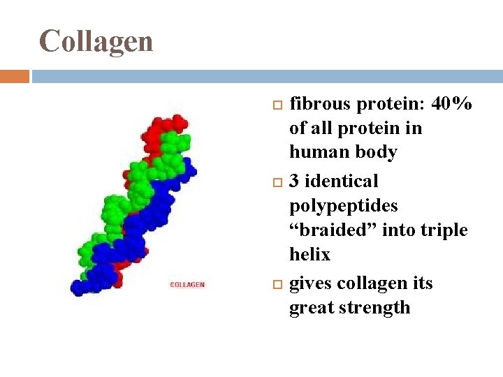 Collagen fibrous protein: 40% of all protein in human body 3 identical polypeptides “braided”