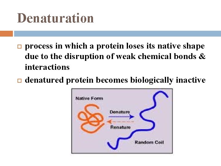 Denaturation process in which a protein loses its native shape due to the disruption