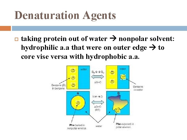 Denaturation Agents taking protein out of water nonpolar solvent: hydrophilic a. a that were