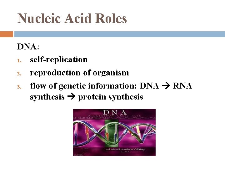 Nucleic Acid Roles DNA: 1. self-replication 2. reproduction of organism 3. flow of genetic