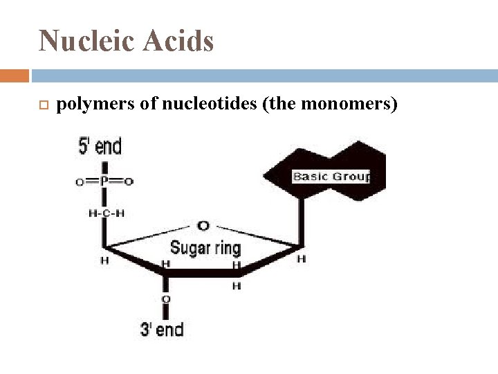 Nucleic Acids polymers of nucleotides (the monomers) 