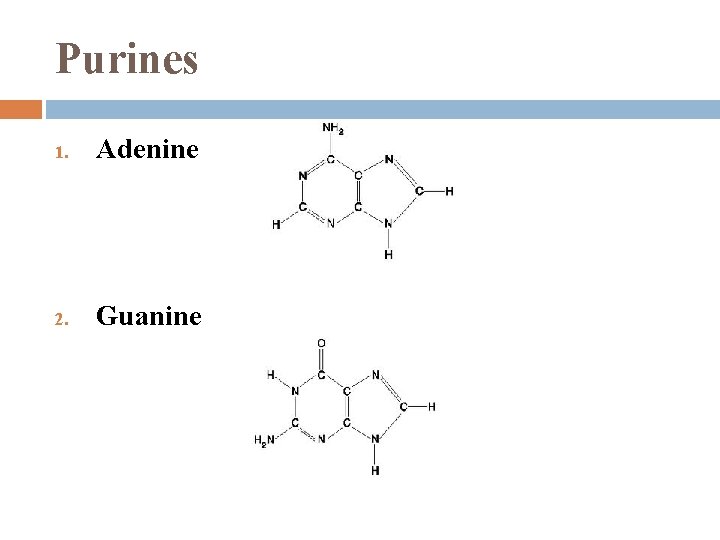 Purines 1. Adenine 2. Guanine 