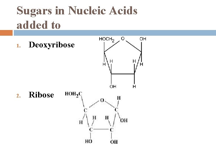 Sugars in Nucleic Acids added to 1. Deoxyribose 2. Ribose 